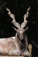 Bukharan markhor (Capra falconeri heptneri).