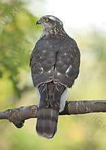 Eurasian sparrowhawk (Accipiter nisus)