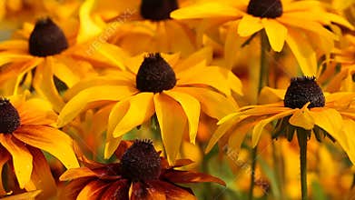 Bright yellow rudbeckia or Black Eyed Susan flowers in the garden
