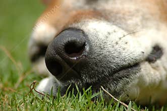 Old dog nose