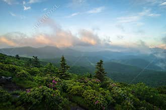 Roan Mountain Spring Rhododendron Blooms 3
