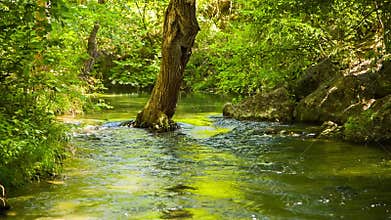 Calm River Peacefully Flowing In Green Forest