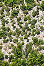 Generic mountain vegetation. Aerial view. Trees and terrain.