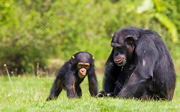 Chimpanzee baby