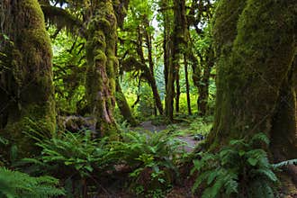 Hoh Rain Forest