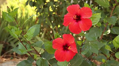 Hibiscus Flowers