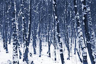 Winter trees in Snow
