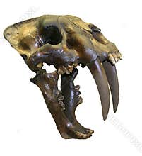Saber Tooth Tiger Skull