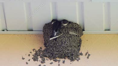 Swallow chicks in the nest. Swallow feeding chicks