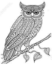 Hand drawn magic Owl sitting on branch for adult anti stress Col
