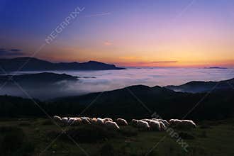 Sheep at twilight in Saibi mountain