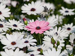 Pink flower among white