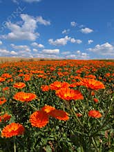 Field of flowers