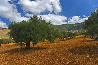 Olive grove