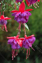 Hanging Fuchsia