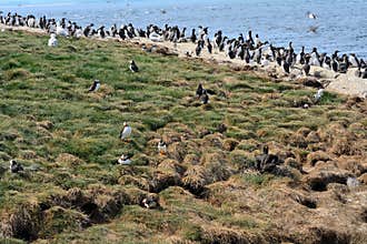 Atlantic birdlife, Farne Islands Nature Reserve, England
