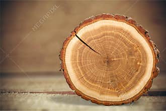 Tree Rings