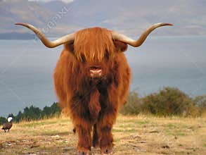 Yak