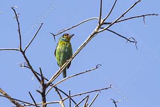 Crimson-fronted Barbet in Ella, Sri Lanka