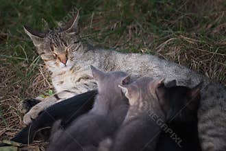 Cat Nursing her Kittens
