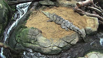 Freshwater Crocodile 1