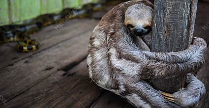 Sloth and python