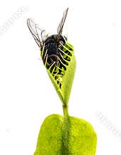 Venus flytrap - dionaea muscipula