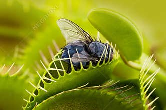 Venus flytrap - dionaea muscipula