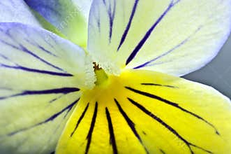 Extrem closeup on a pansy flower