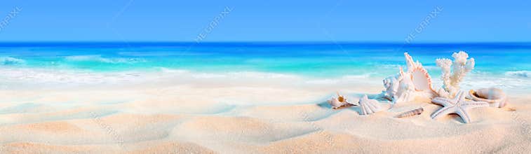 Seashells on seashore