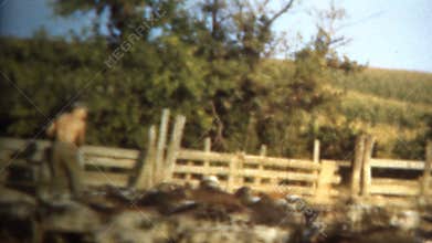 (8mm Vintage) 1950 Iowa, USA Farmer Feeding Pigs in Pen