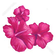 Hand painted oil pastel drawing of pink hibiscus flower