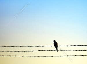 Dove bird on barb wire