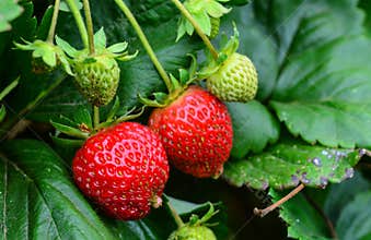 Bunch of strawberries