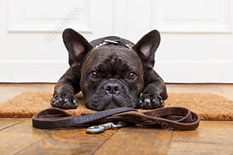 Dog waiting for walk