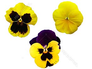 Three isolated pansies