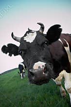 Cow