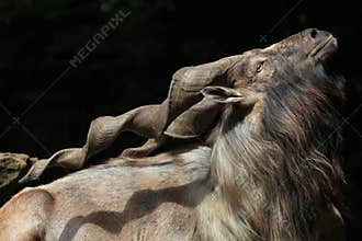 Bukharan markhor (Capra falconeri heptneri).