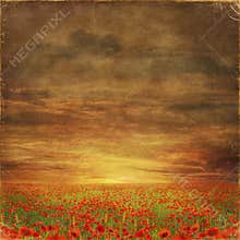 The very big blooming poppies field during sunny day