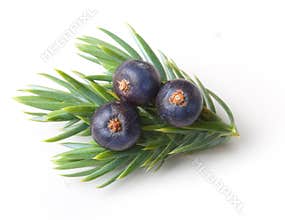 Juniper berries isolated