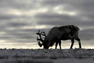 Reindeer in chukchi tundra