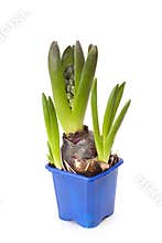 The bloom hyacinth in a pot