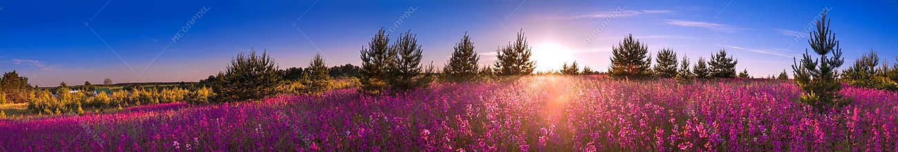 Summer landscape with the blossoming meadow, sunrise