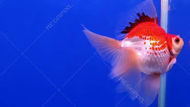 Gold fish