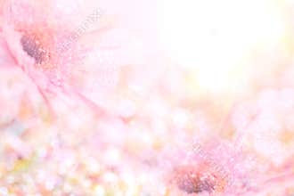 The abstract soft sweet pink flower background from Gerbera flowers