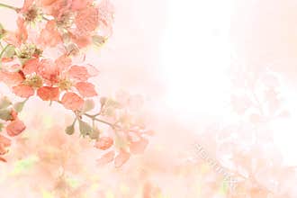 Abstract soft sweet orange flower background from Plumeria frangipani flowers