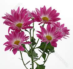 Chrysanthemum