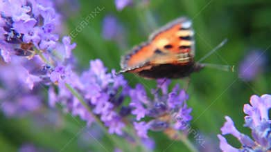 Butterfly on lavender flowers