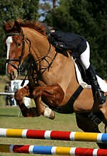 Show Jumping Horse and Rider