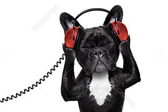 Dog listening music
